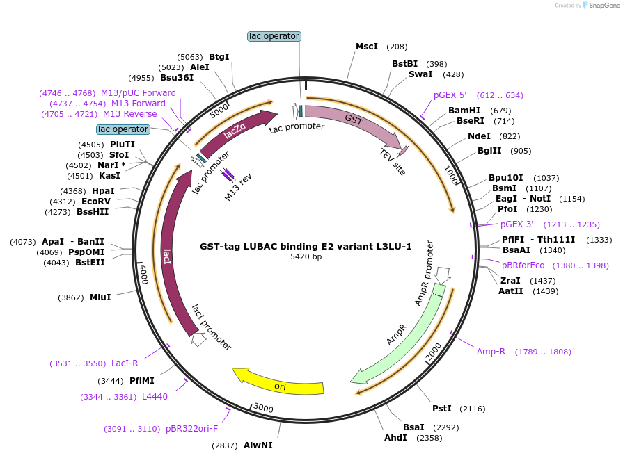 248856-plasmid-map-sequence-id-496821