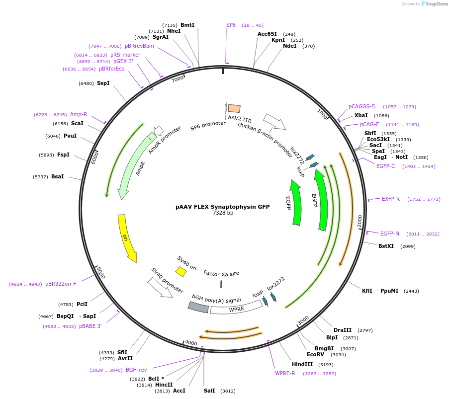 137188-plasmid-map-sequence-id-496828