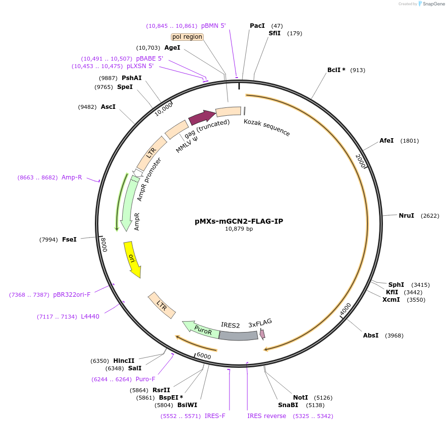 101794-plasmid-map-sequence-id-496834