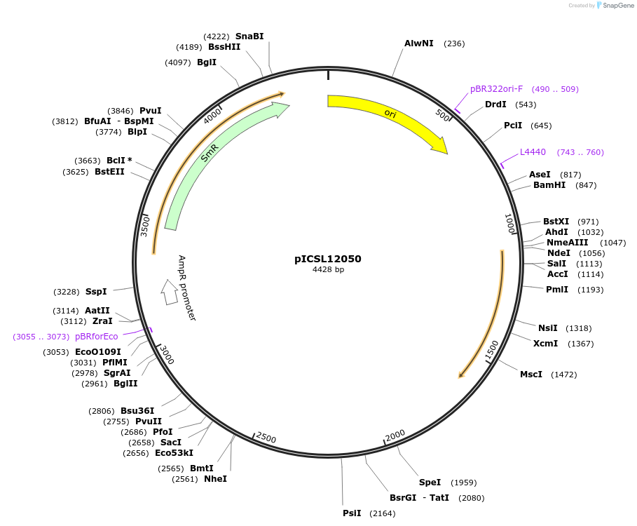 245647-plasmid-map-sequence-id-496854