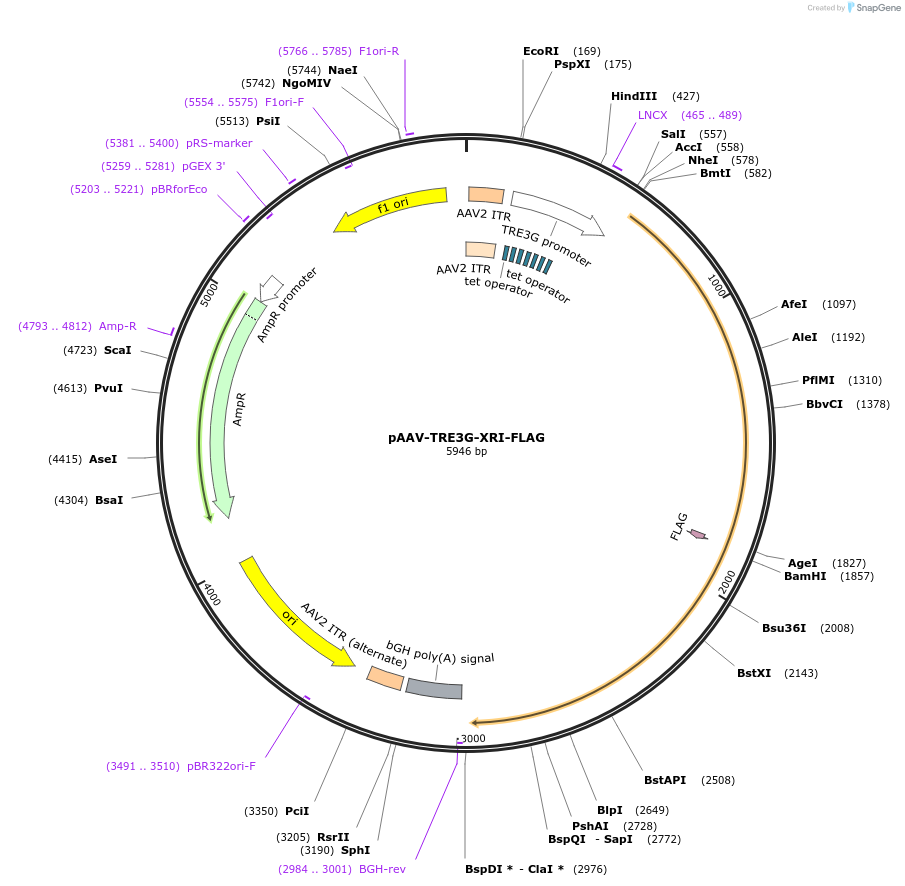 250671-plasmid-map-sequence-id-496865