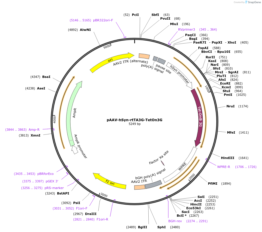 250672-plasmid-map-sequence-id-496867