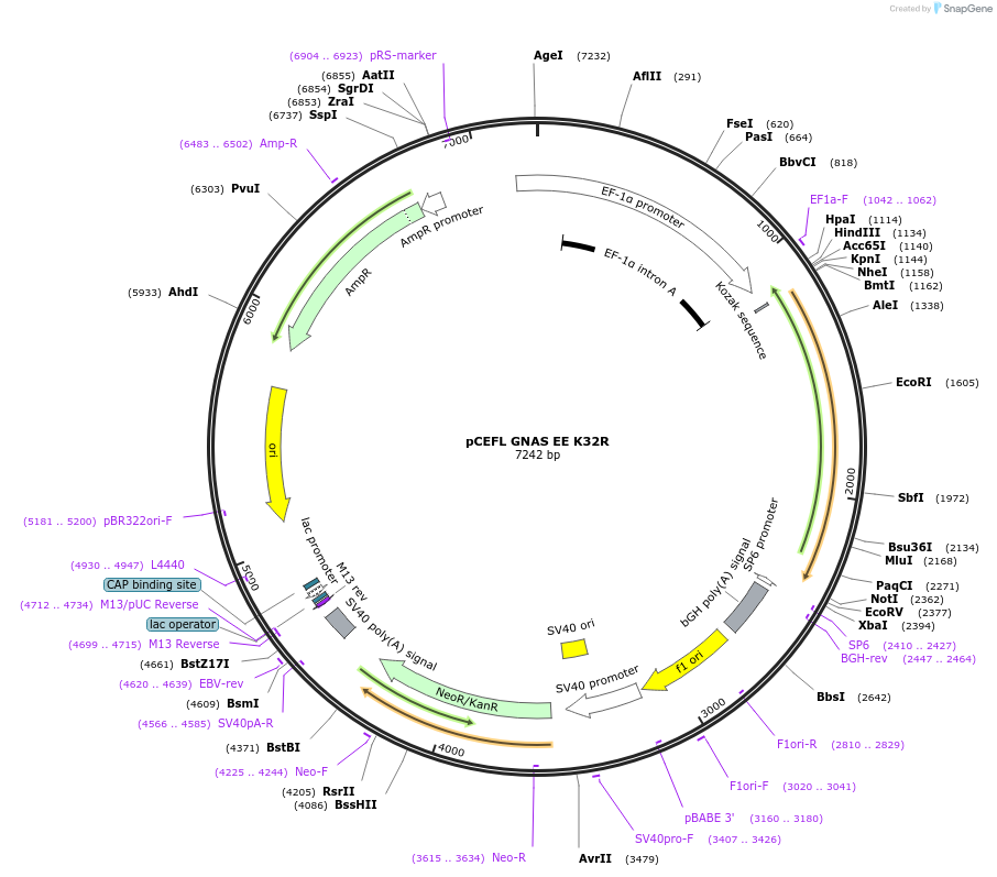 249277-plasmid-map-sequence-id-496937
