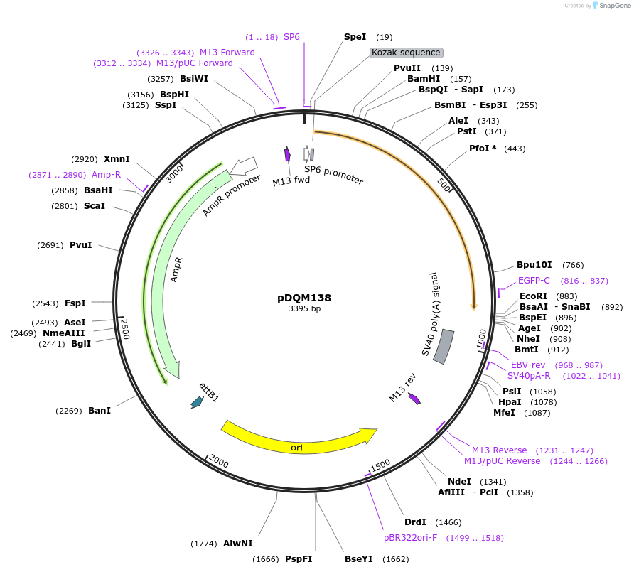 247637-plasmid-map-sequence-id-496950