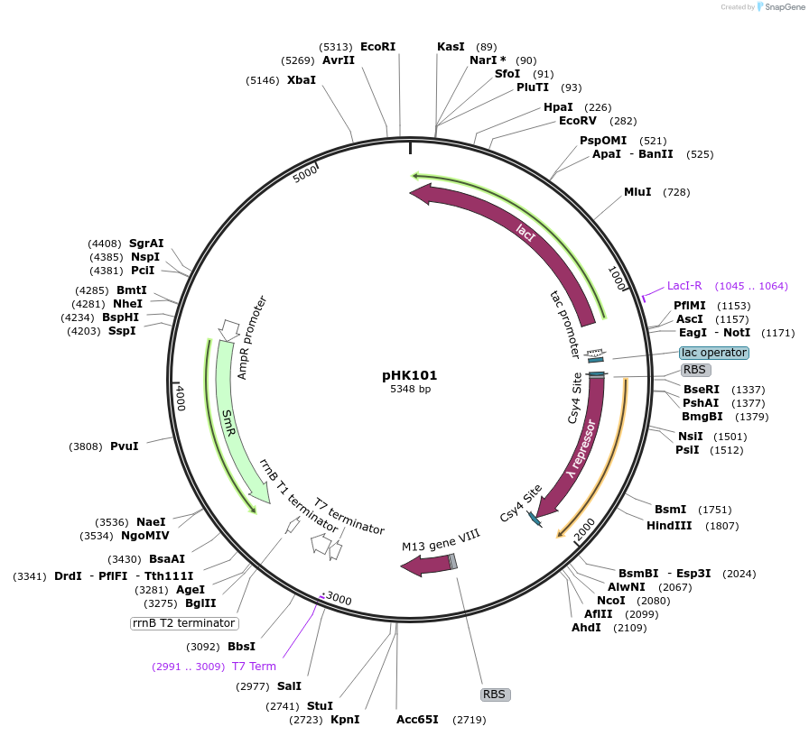 235480-plasmid-map-sequence-id-496971