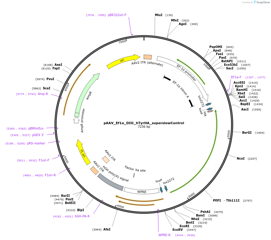 249346-plasmid-map-sequence-id-496975