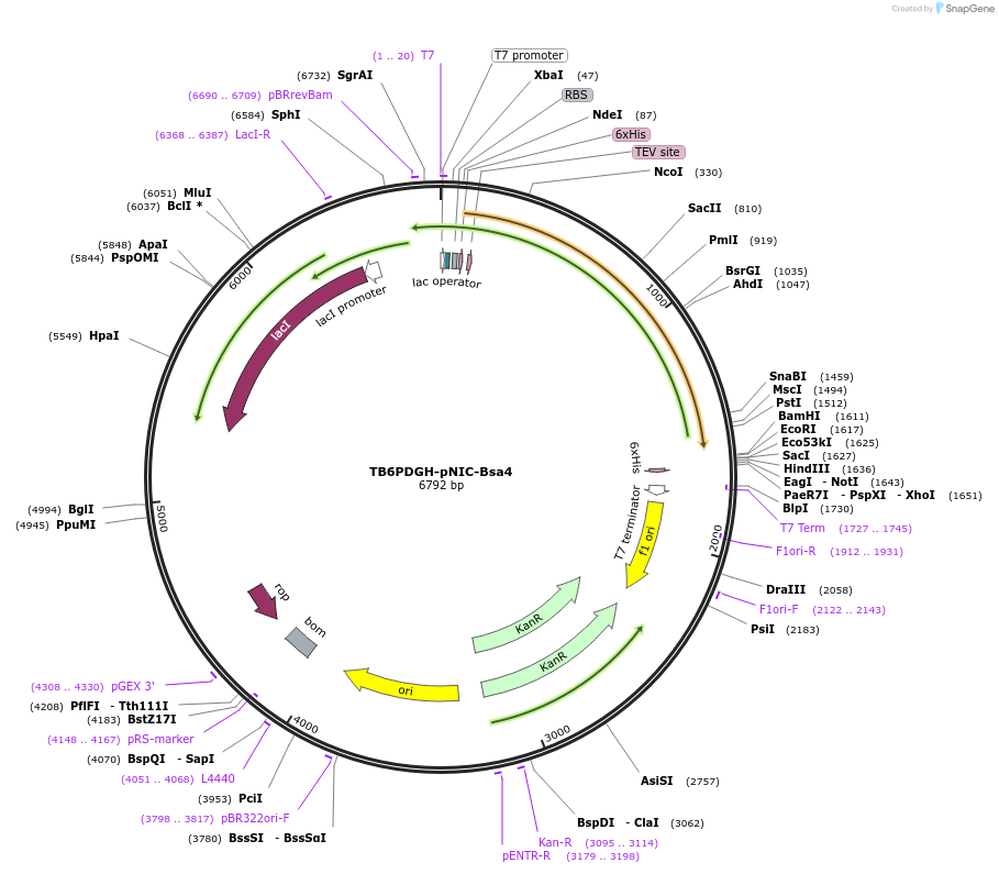 243657-plasmid-map-sequence-id-496976