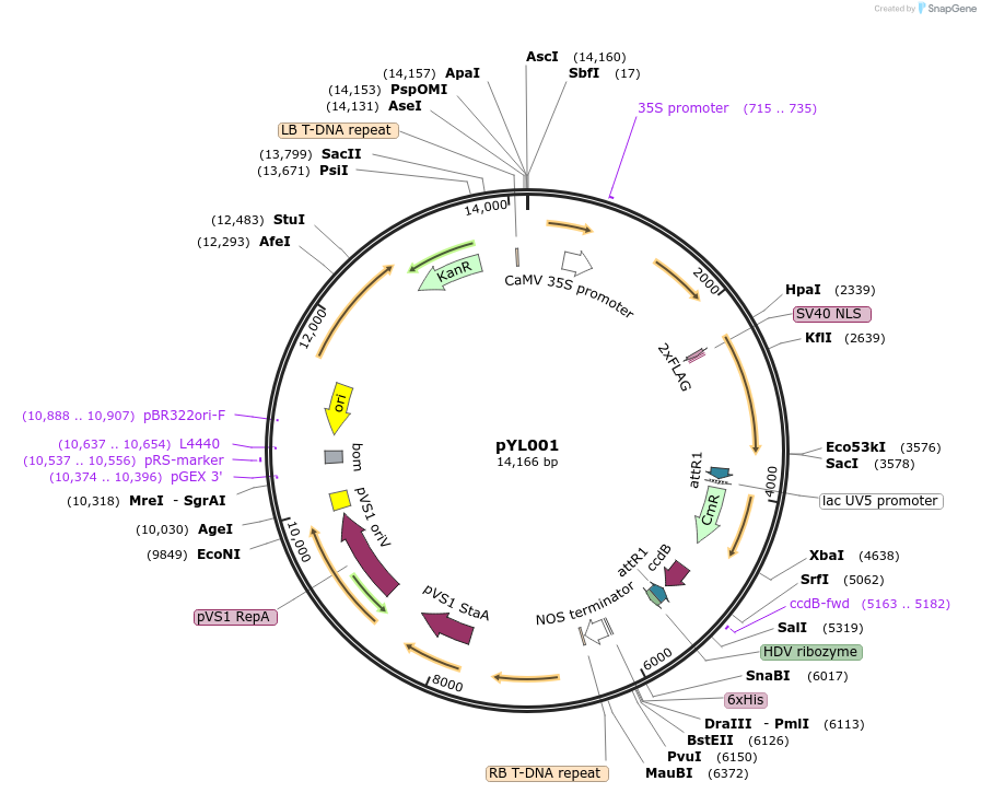 249611-plasmid-map-sequence-id-496977