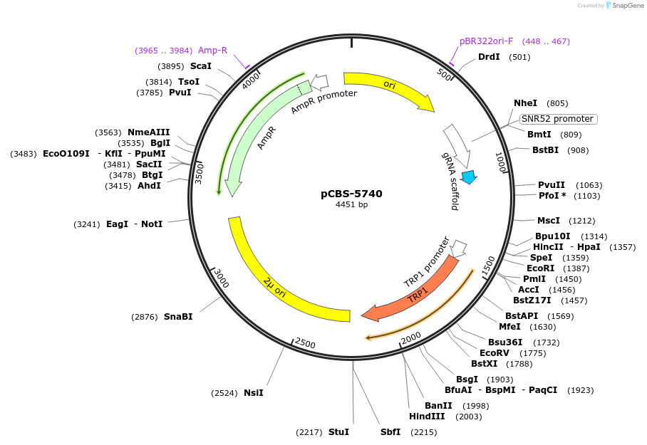 249327-plasmid-map-sequence-id-496997