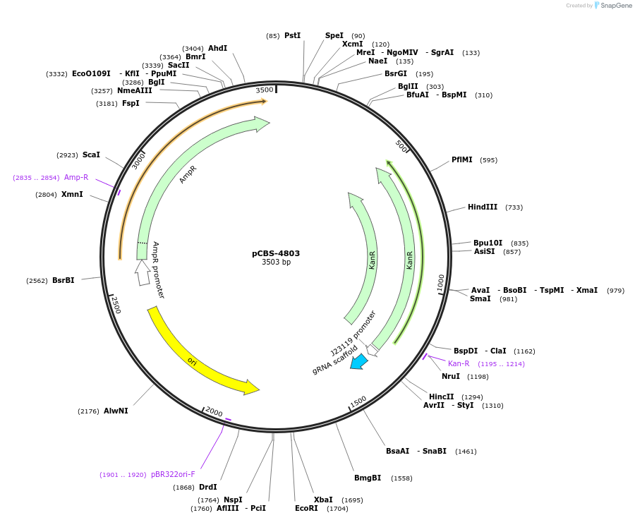 249321-plasmid-map-sequence-id-496999