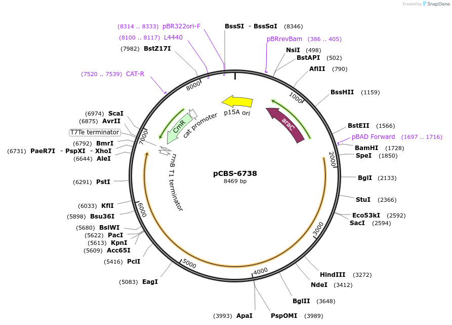 249322-plasmid-map-sequence-id-497000