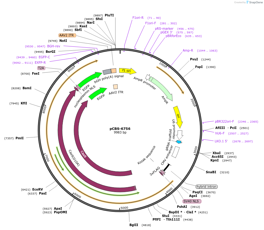 249328-plasmid-map-sequence-id-497001