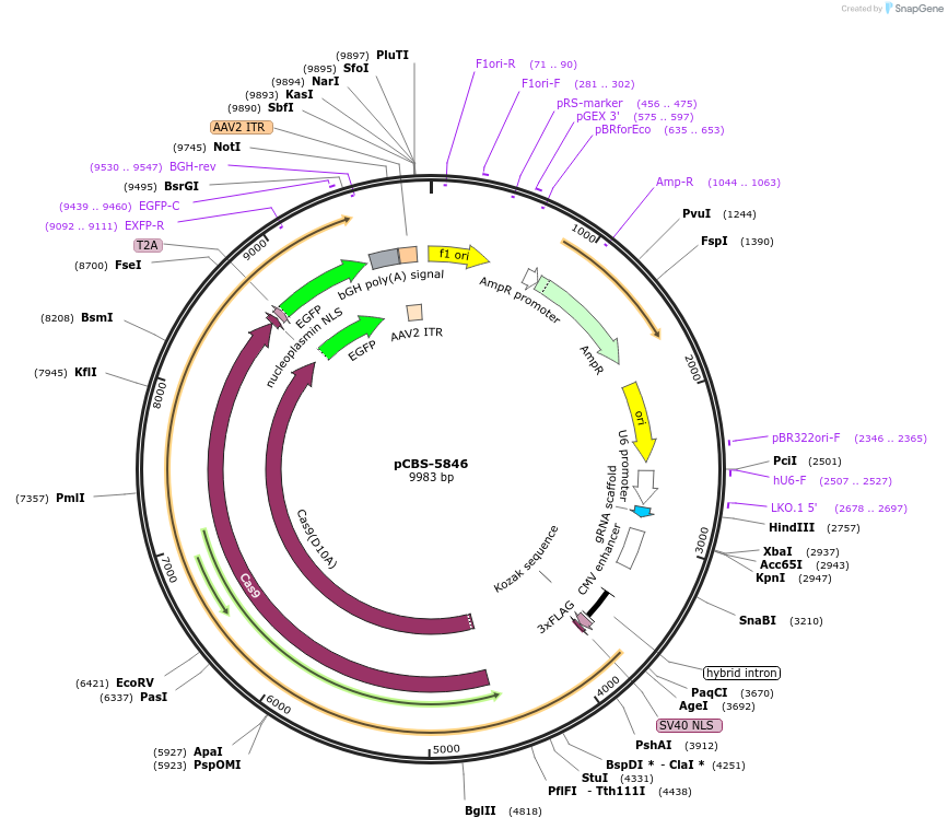 249329-plasmid-map-sequence-id-497002