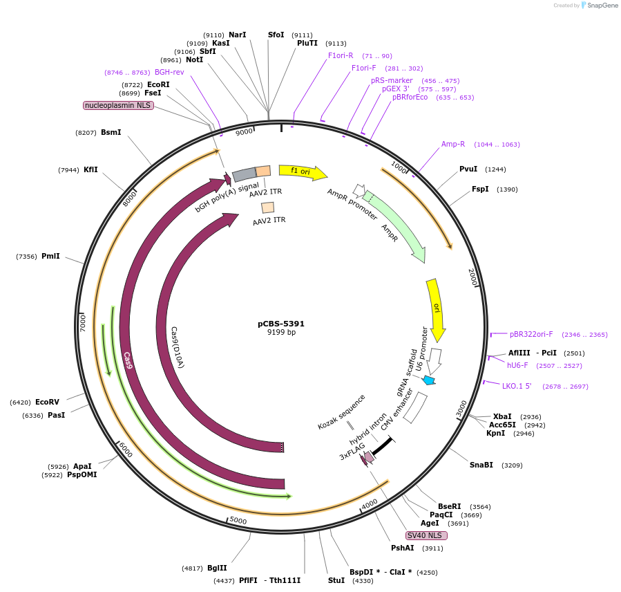 249330-plasmid-map-sequence-id-497003