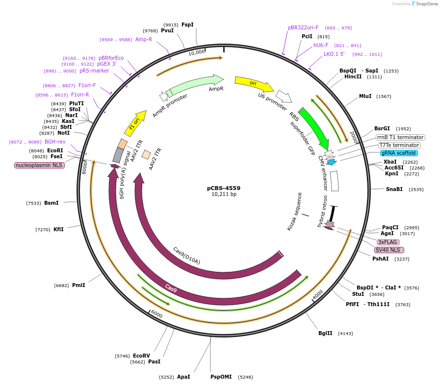 249331-plasmid-map-sequence-id-497004