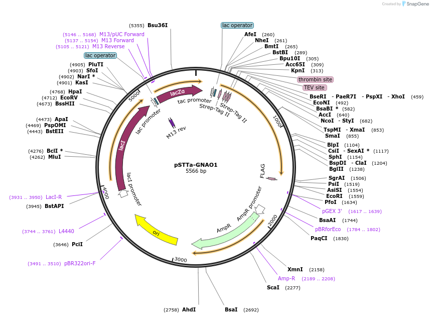 248652-plasmid-map-sequence-id-497011