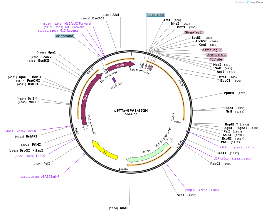 248649-plasmid-map-sequence-id-497012