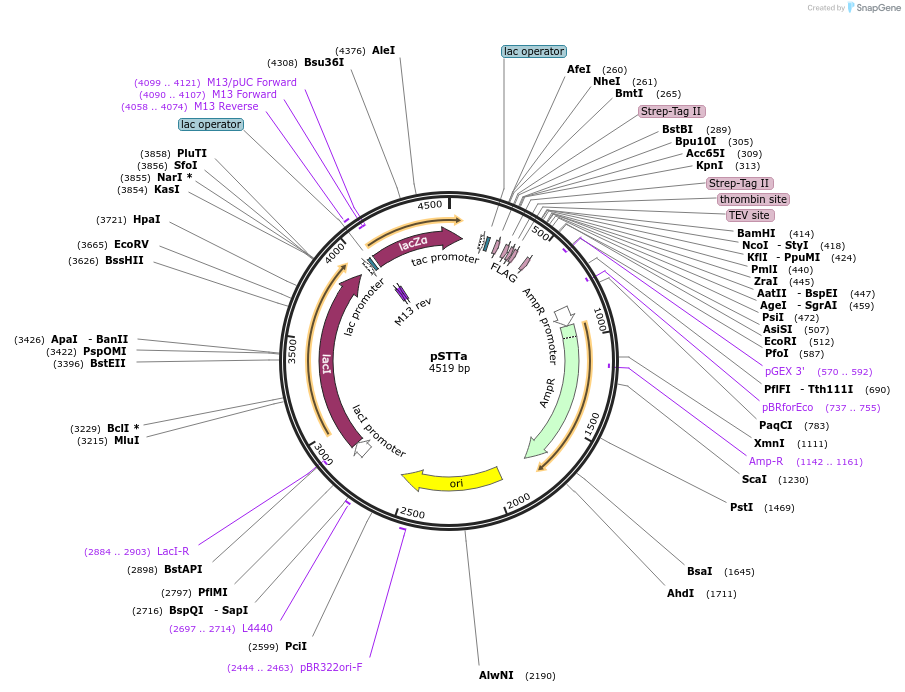 248647-plasmid-map-sequence-id-497014