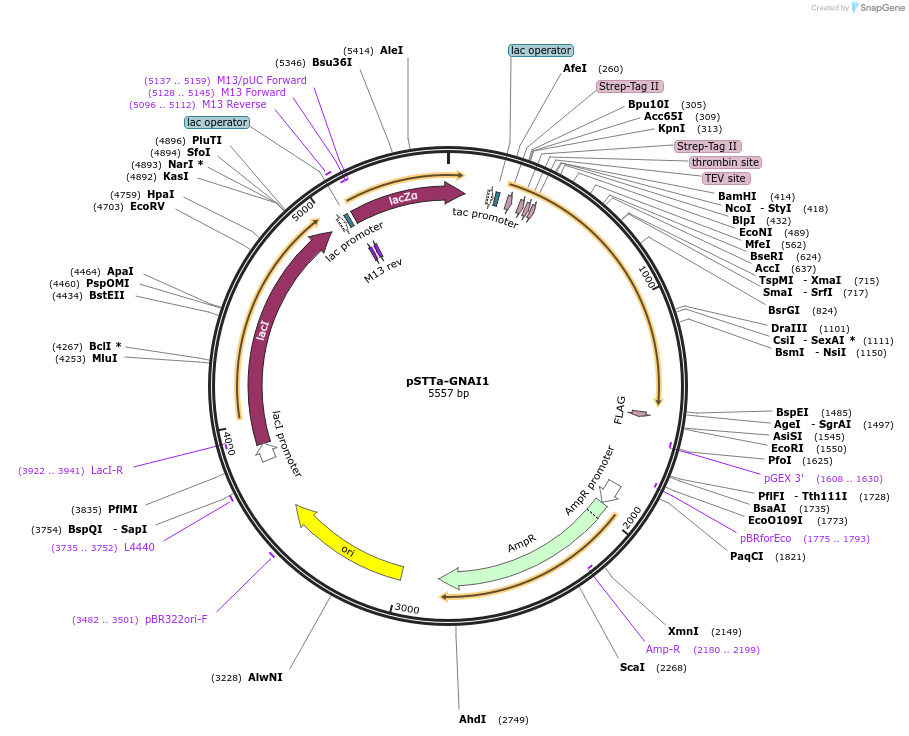 248651-plasmid-map-sequence-id-497016