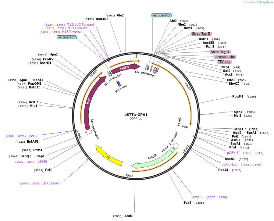 248648-plasmid-map-sequence-id-497018