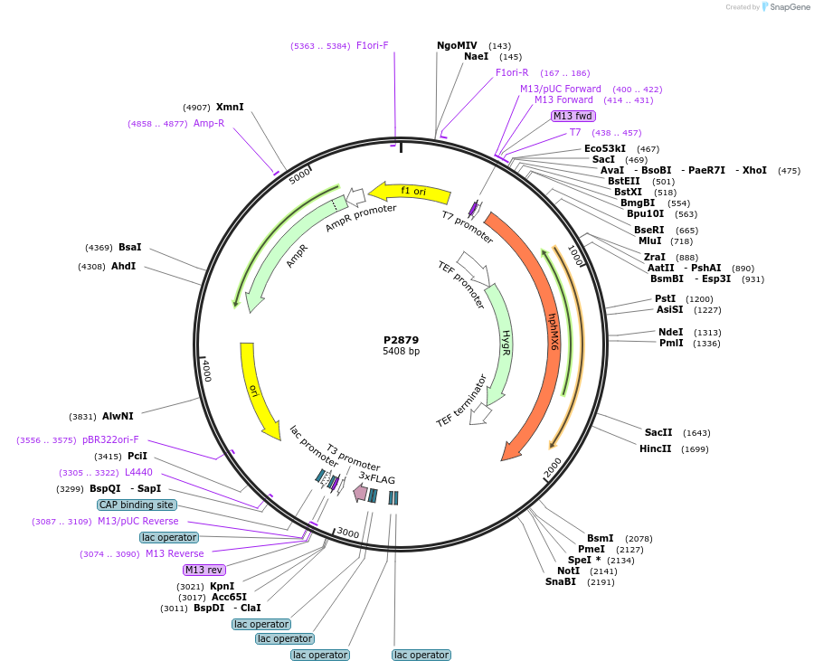 248840-plasmid-map-sequence-id-497166