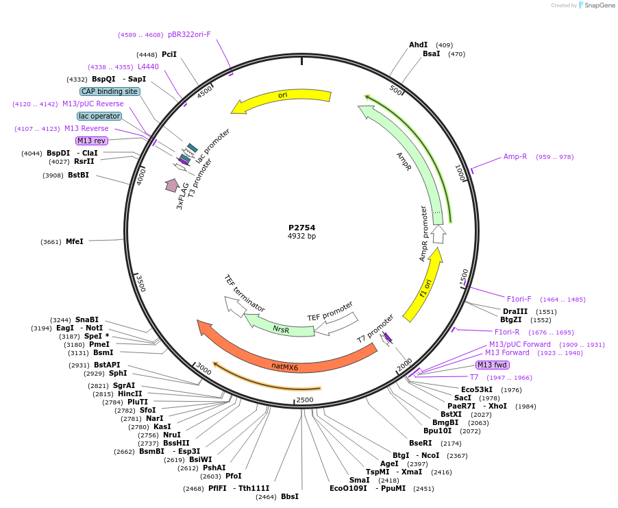 248837-plasmid-map-sequence-id-497168
