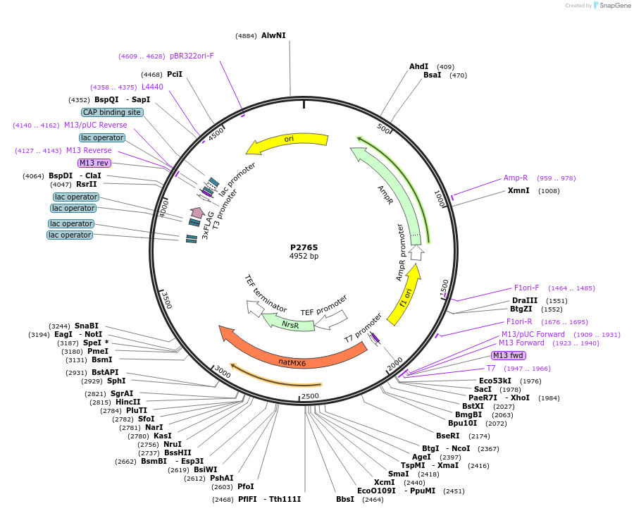 248839-plasmid-map-sequence-id-497169