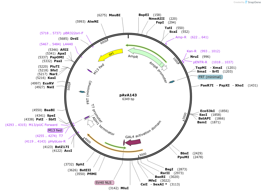 248147-plasmid-map-sequence-id-497172