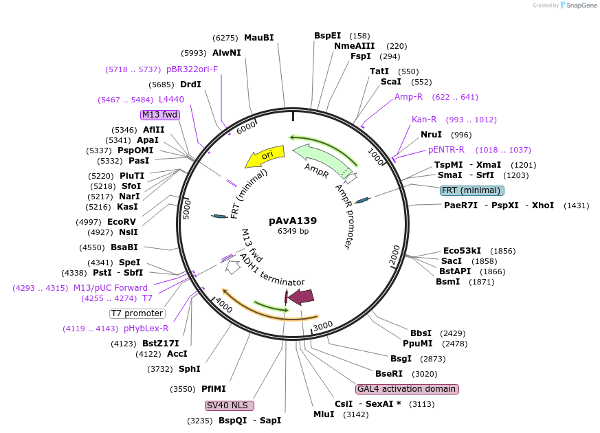 248145-plasmid-map-sequence-id-497174