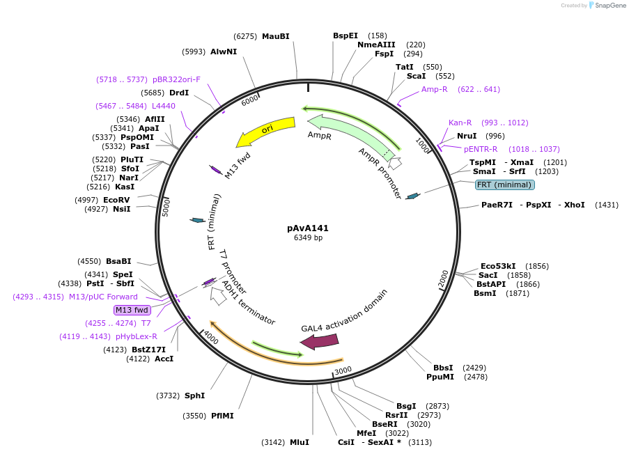 248146-plasmid-map-sequence-id-497175