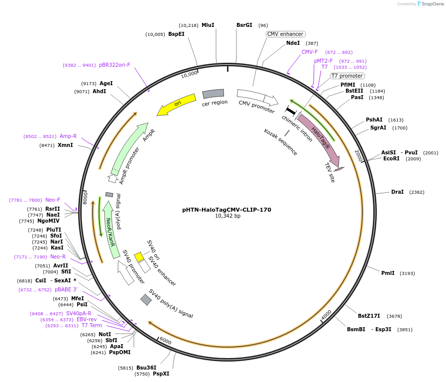 245359-plasmid-map-sequence-id-497188