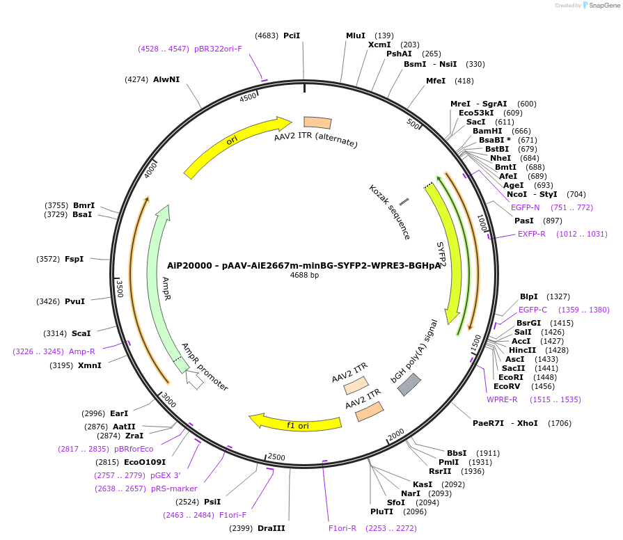 243045-plasmid-map-sequence-id-497199