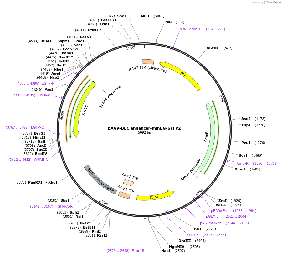 236722-plasmid-map-sequence-id-497202