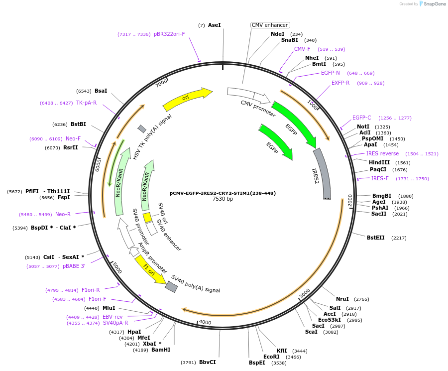 248295-plasmid-map-sequence-id-497314