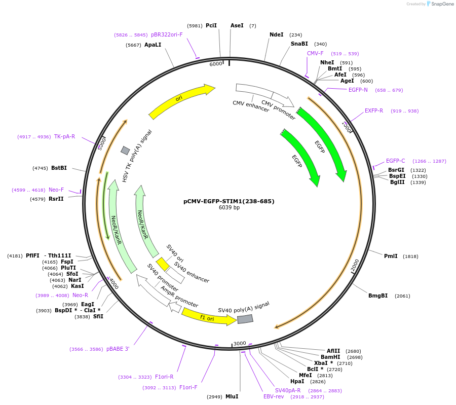 248297-plasmid-map-sequence-id-497316