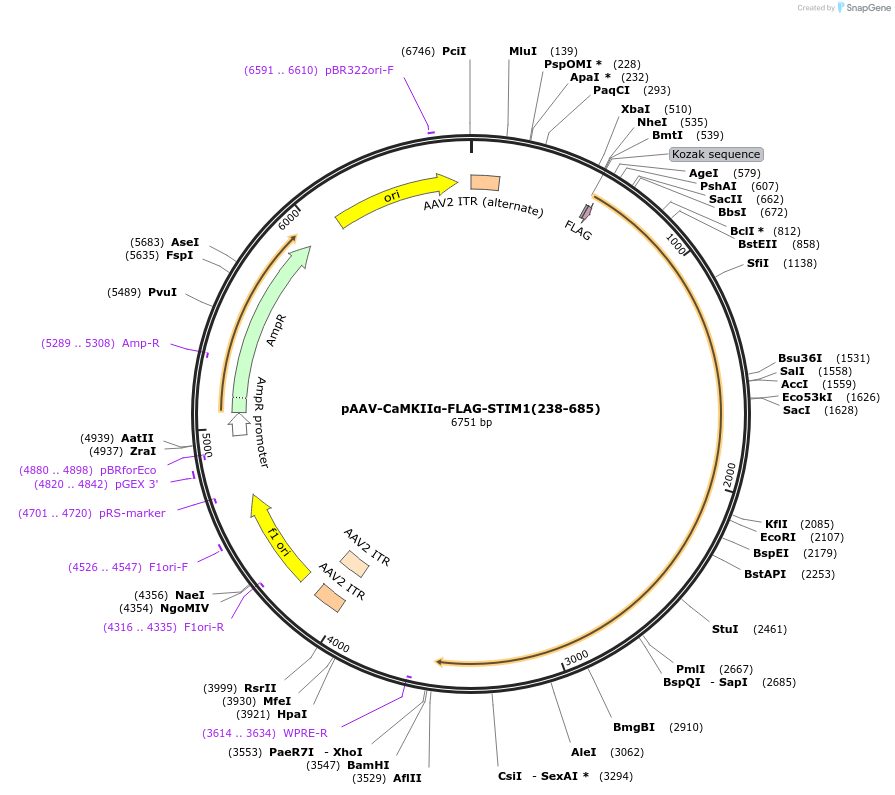 248299-plasmid-map-sequence-id-497318