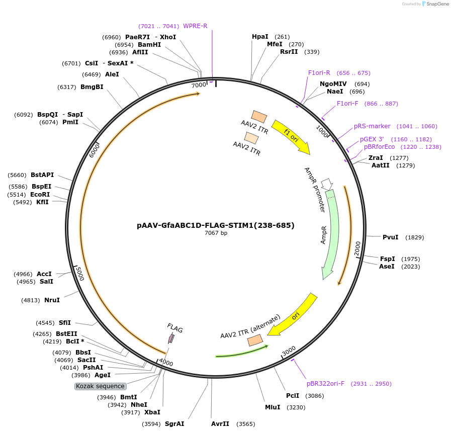 248301-plasmid-map-sequence-id-497321