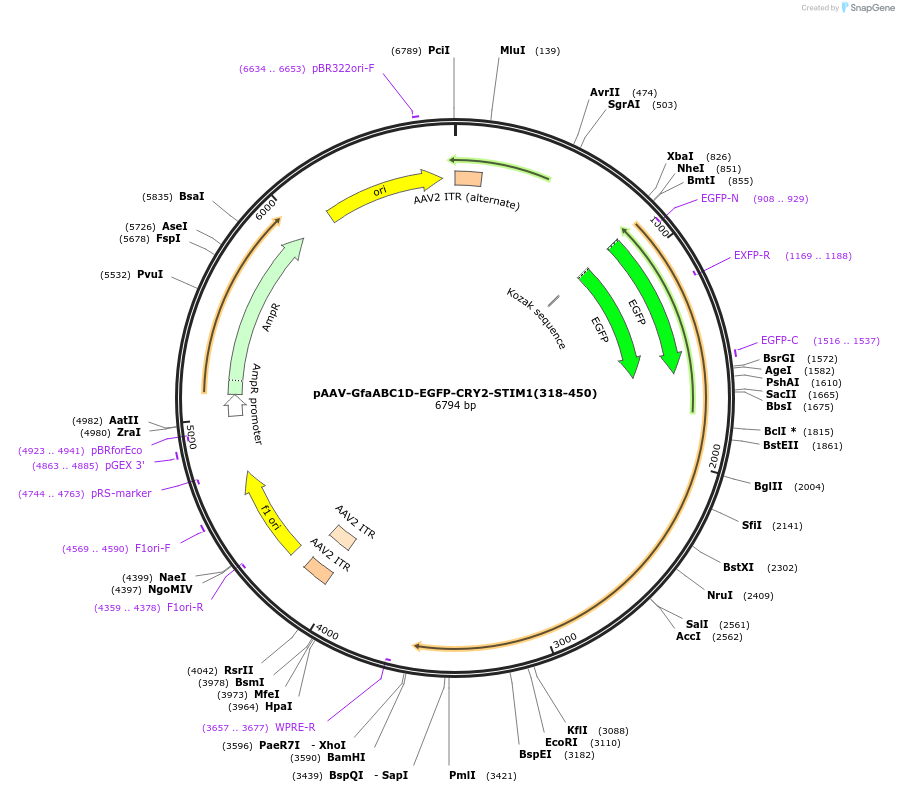 248302-plasmid-map-sequence-id-497322