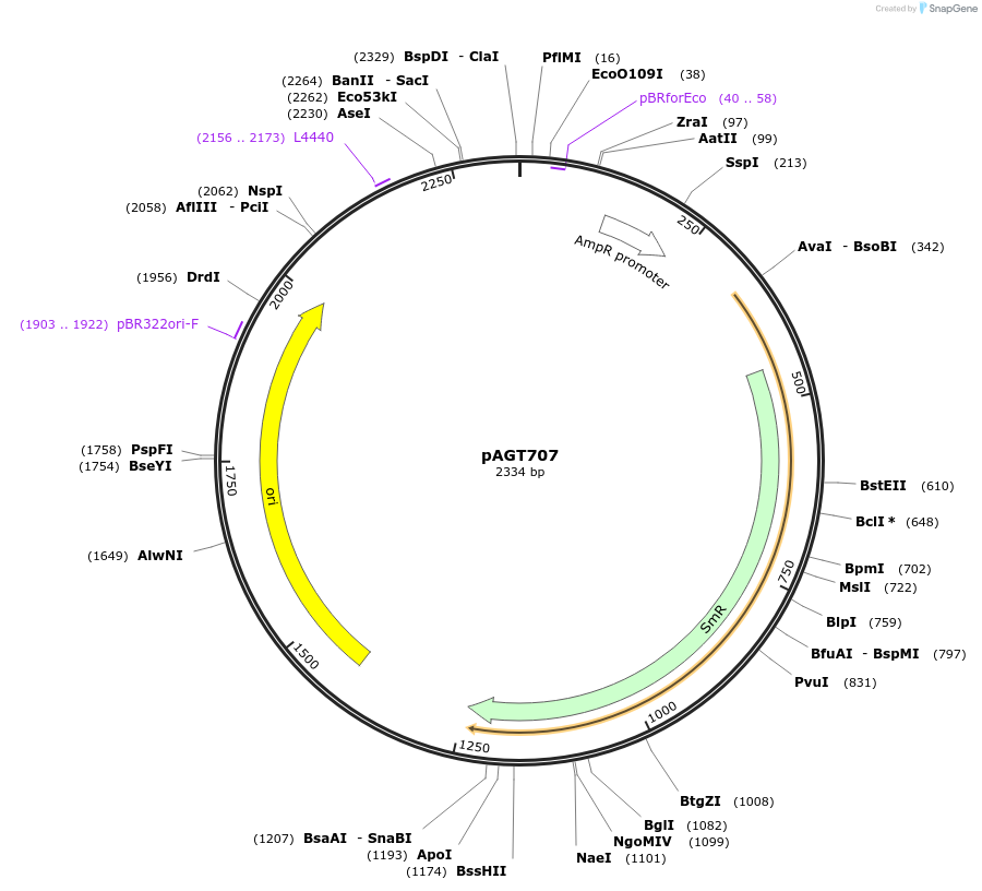 51835-plasmid-map-sequence-id-497340
