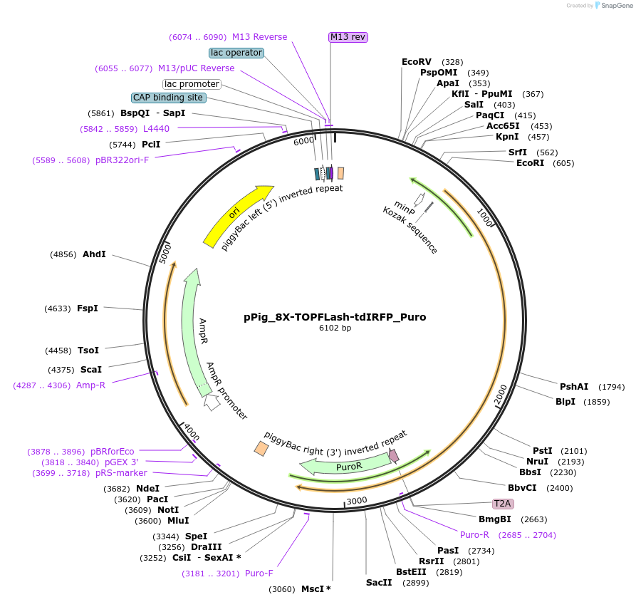 249713-plasmid-map-sequence-id-497341