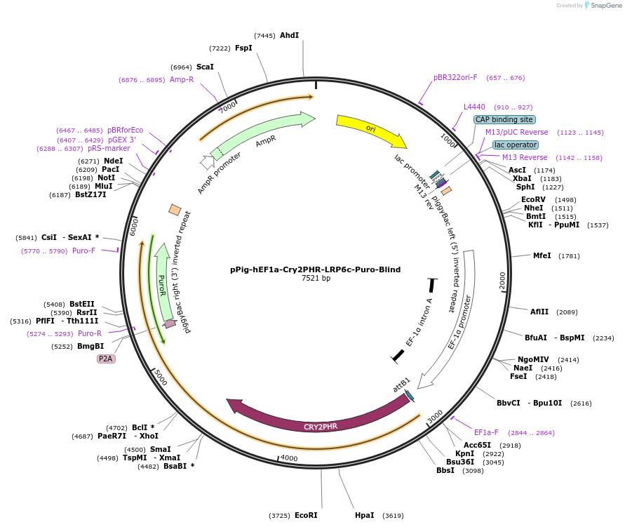 249712-plasmid-map-sequence-id-497342