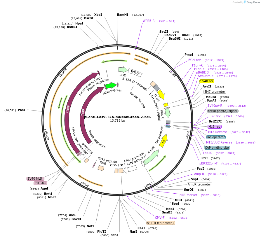 250524-plasmid-map-sequence-id-497371
