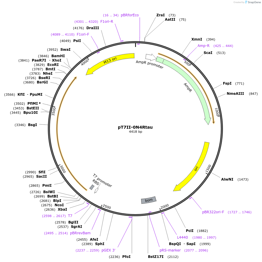 249555-plasmid-map-sequence-id-497373