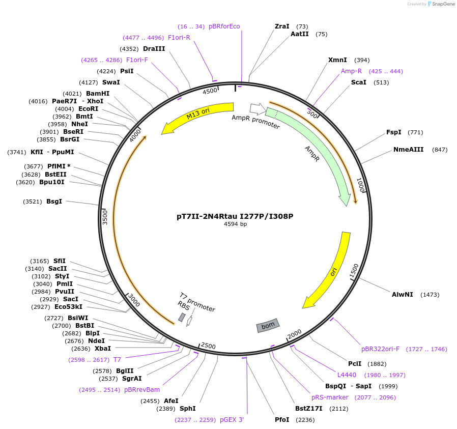 249557-plasmid-map-sequence-id-497374