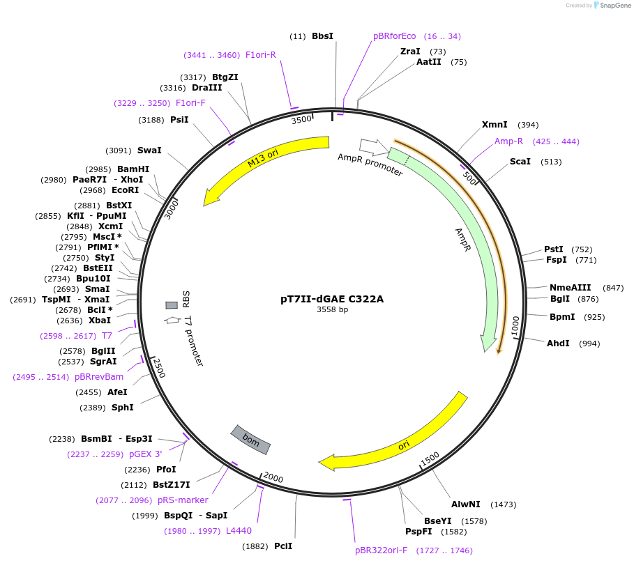 249559-plasmid-map-sequence-id-497375