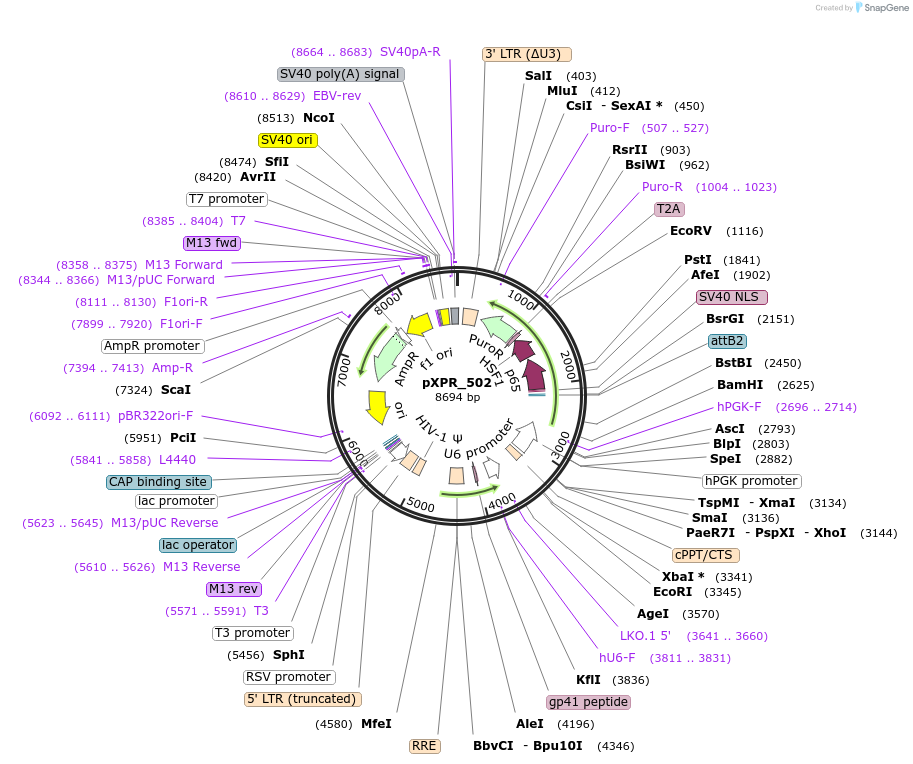 96923-plasmid-map-sequence-id-497376