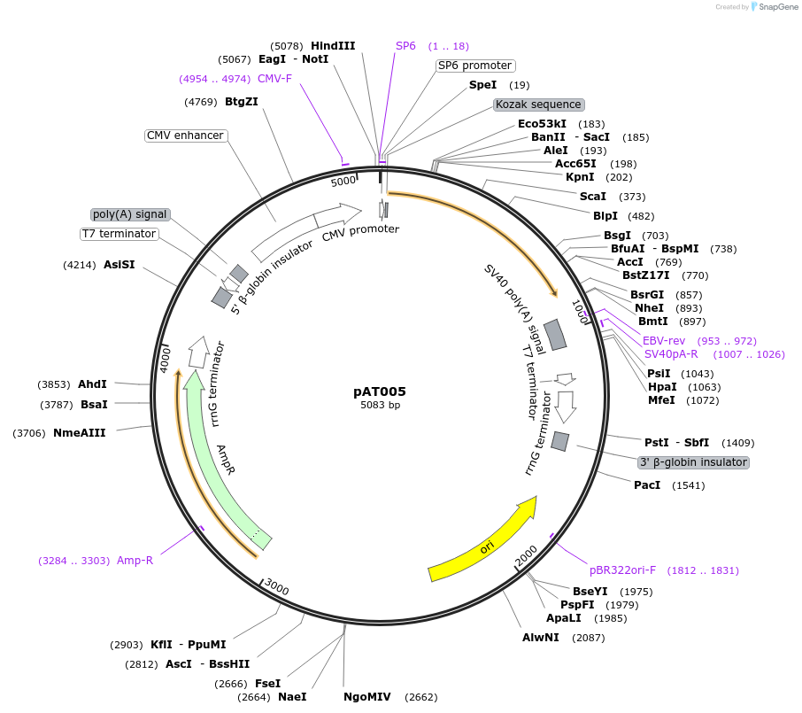 247636-plasmid-map-sequence-id-497380