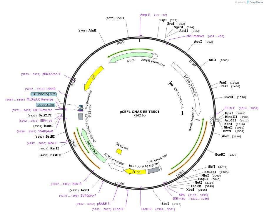 249280-plasmid-map-sequence-id-497381