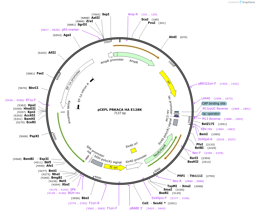 249273-plasmid-map-sequence-id-497385