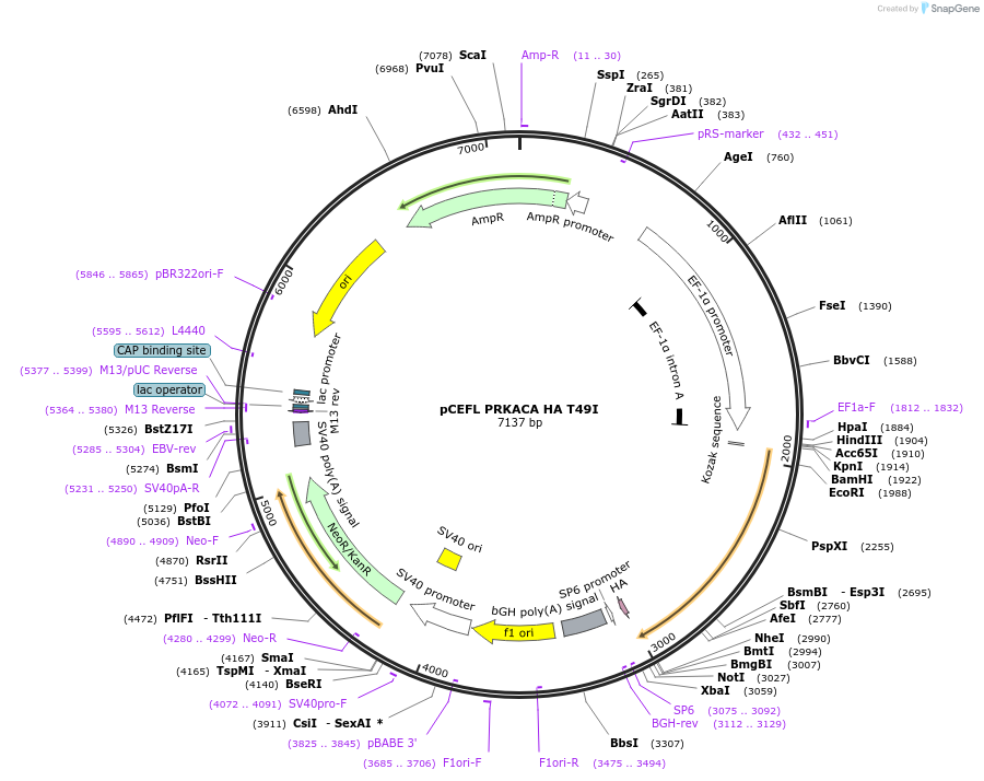 249272-plasmid-map-sequence-id-497386